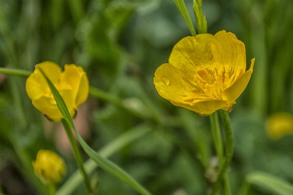 Nature plant field meadow Photo