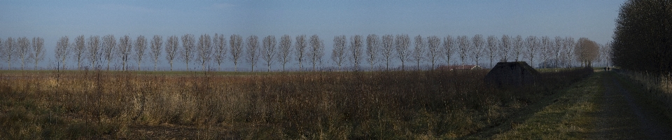 Landscape tree nature forest