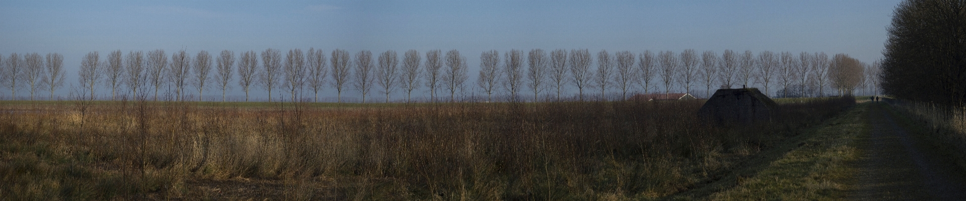 Landscape tree nature forest Photo