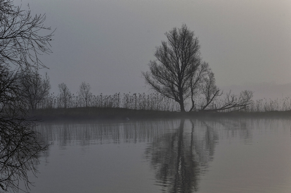 Tree water nature outdoor