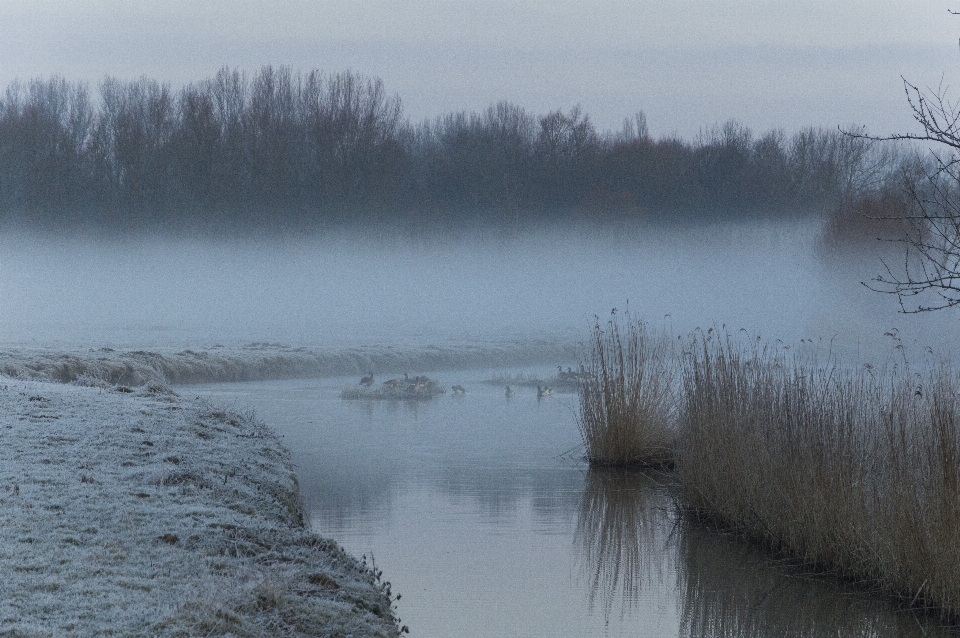 Paesaggio albero acqua natura