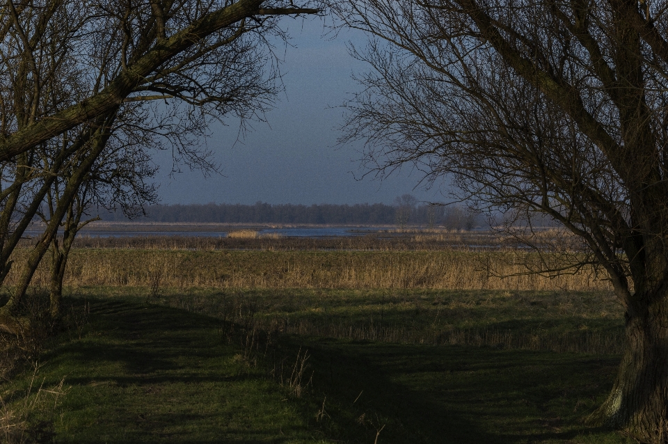 Landscape tree nature forest