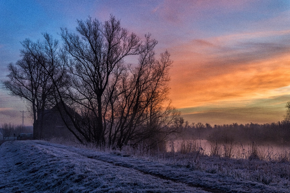 Paesaggio albero natura all'aperto