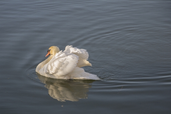 Water outdoor bird wing Photo