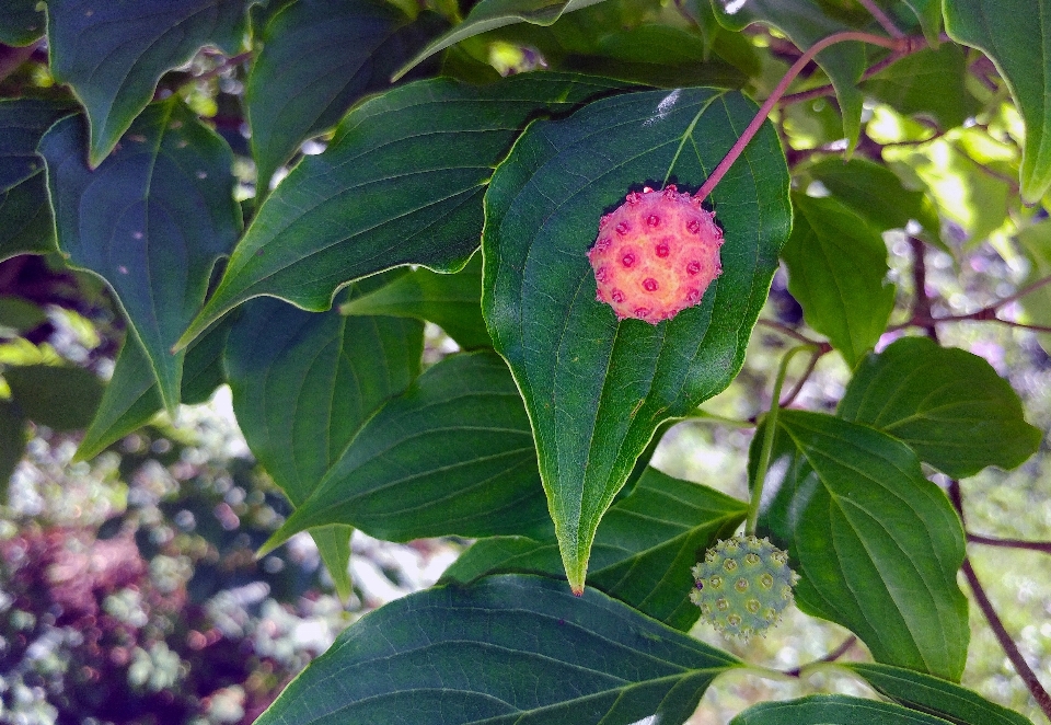 Arbre nature bifurquer fleurir