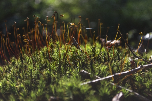 Nature forest grass outdoor Photo