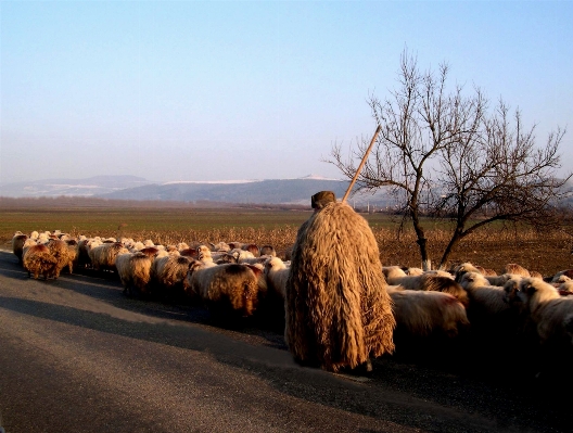 Nature cold field animal Photo