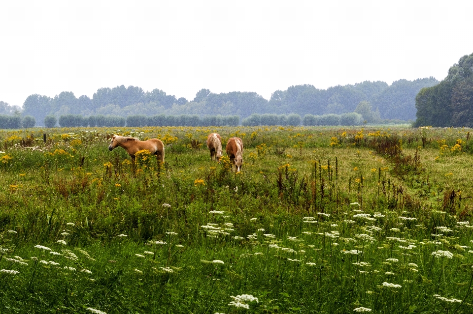 Landschaft natur gras draussen