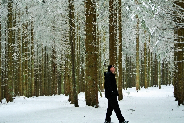 Photo Arbre forêt marche neige