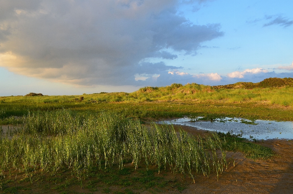 Paisaje mar costa árbol