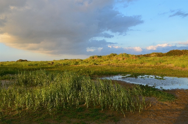 Landscape sea coast tree Photo