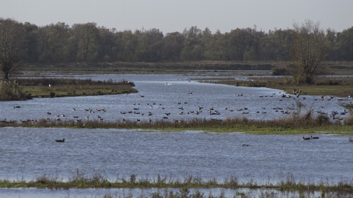 Landscape water marsh swamp Photo