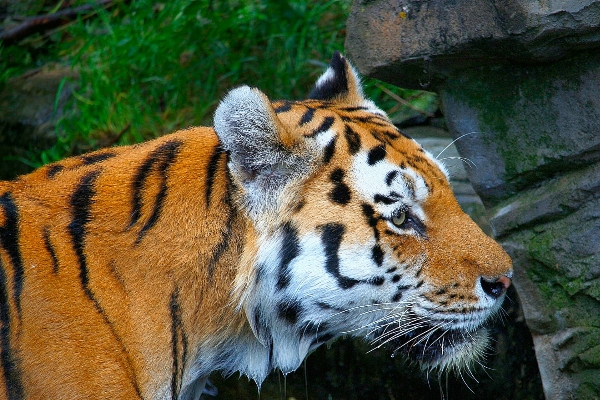 White animal mystical wildlife Photo