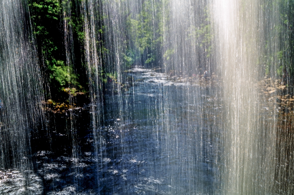 árbol agua naturaleza bosque