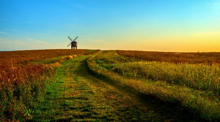 Landscape tree nature path Photo