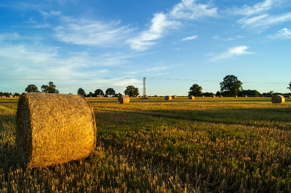 Landschaft baum gras horizont Foto