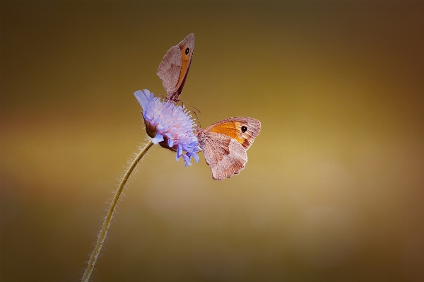 Natur blüte flügel fotografie Foto