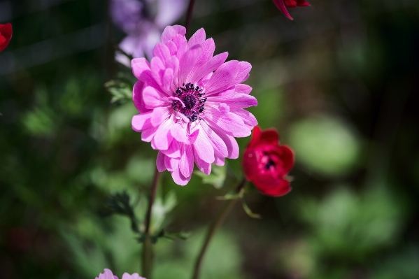 Nature blossom plant flower Photo