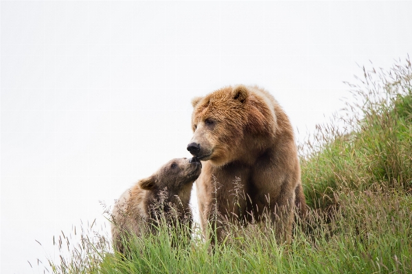 Nature grass animal female Photo