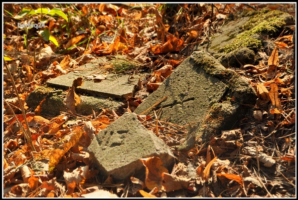 Leaf europe autumn soil Photo