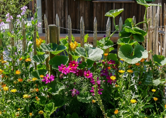 Blossom fence plant lawn Photo