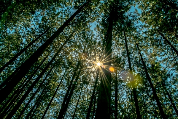 Tree nature forest branch Photo