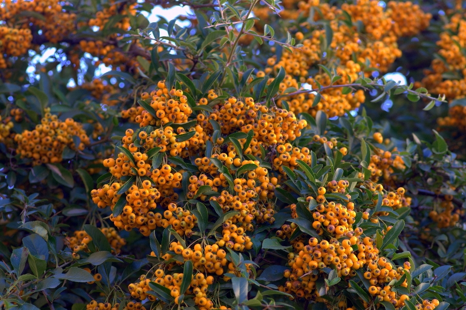 árvore natureza plantar fruta