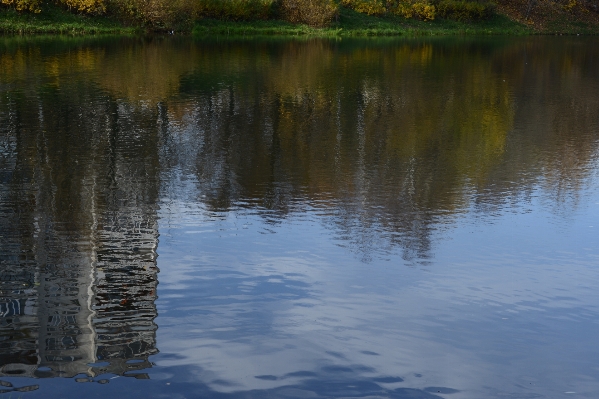 Tree water nature sunlight Photo