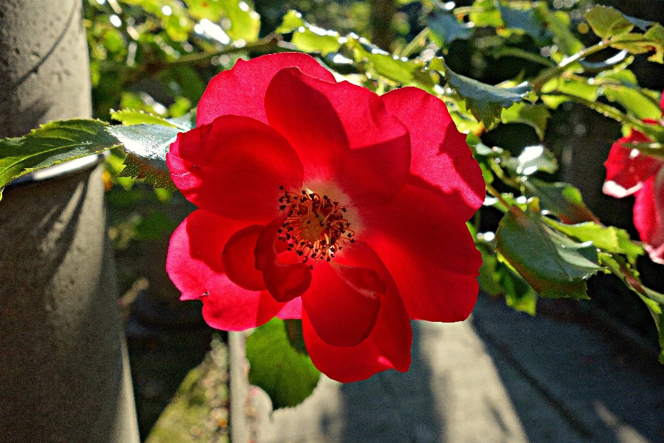 Blüte anlage blatt blume