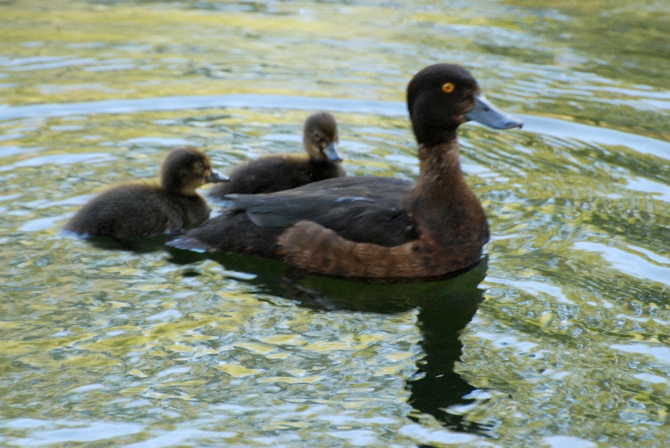 Eau nature oiseau faune