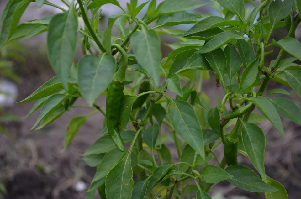 Anlage blume essen chili