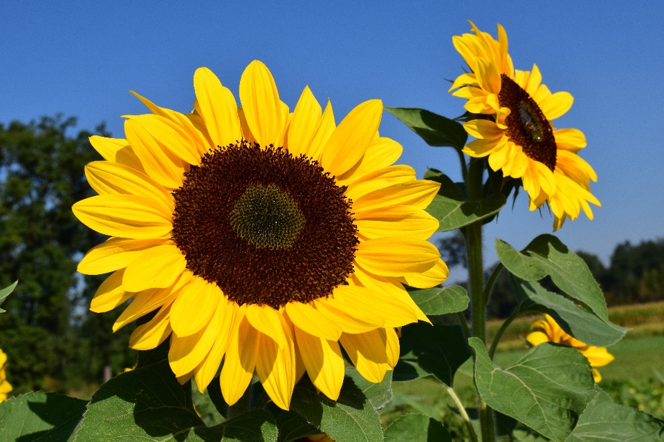 Natur blüte anlage feld