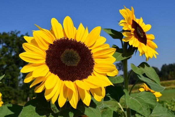 Photo Nature fleurir usine champ