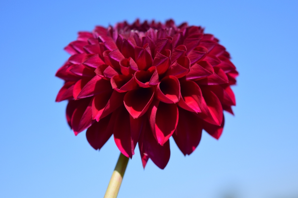 Blossom plant sky flower