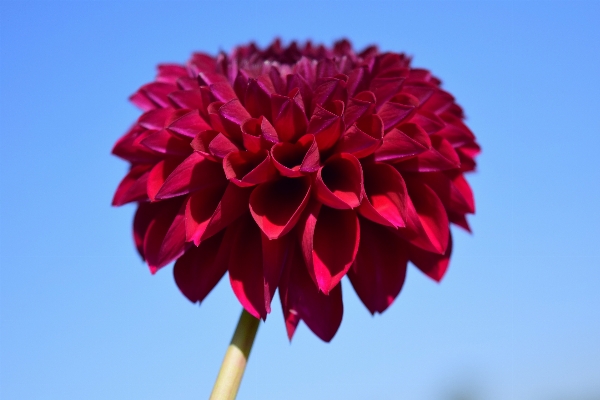 Blossom plant sky flower Photo