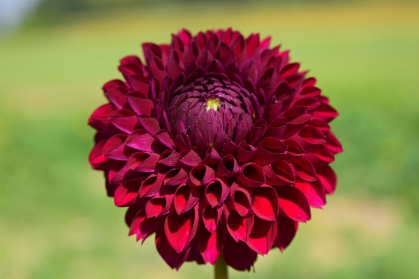 Blossom plant flower petal Photo