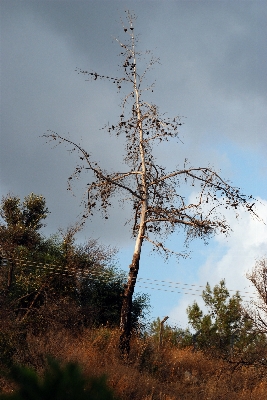 Tree nature forest grass Photo