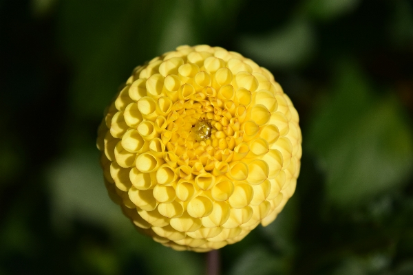 Nature blossom plant photography Photo