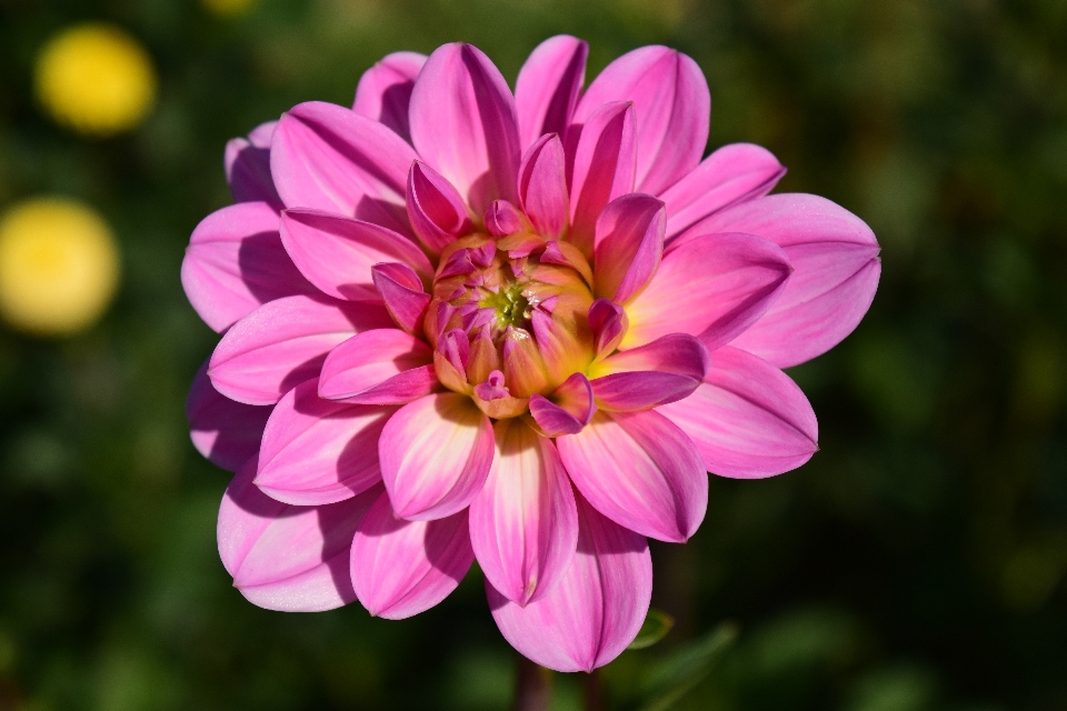 Blossom plant flower petal