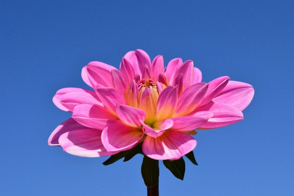 Blossom plant sky flower Photo