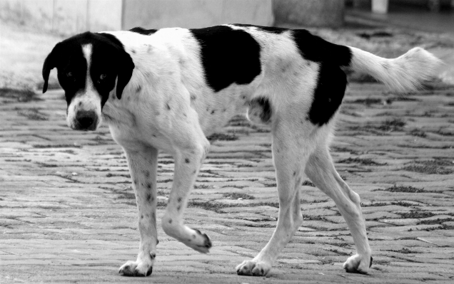 Foto Alam hitam dan putih
 putih anjing