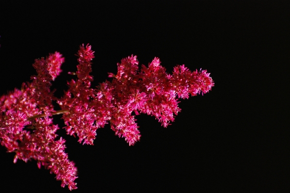 Nature branch plant flower Photo