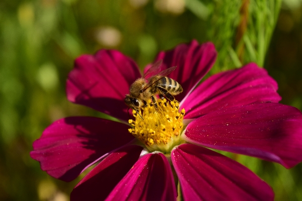 Nature blossom plant photography Photo