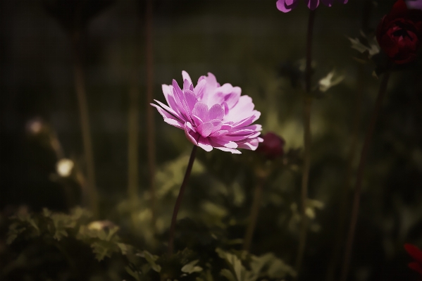 自然 花 植物 写真撮影 写真