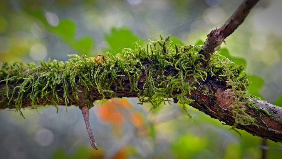 Pohon alam hutan rumput