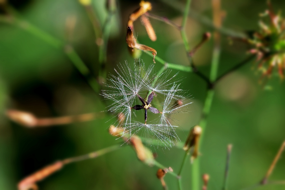 Nature grass branch plant