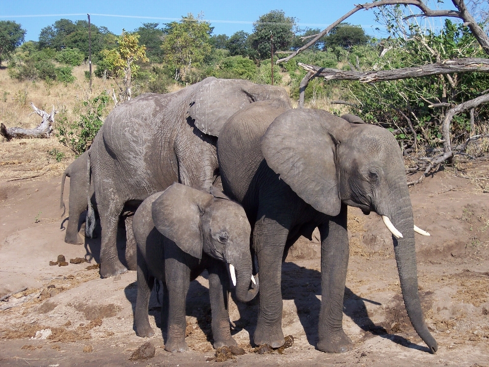 Natura avventura animale viaggio