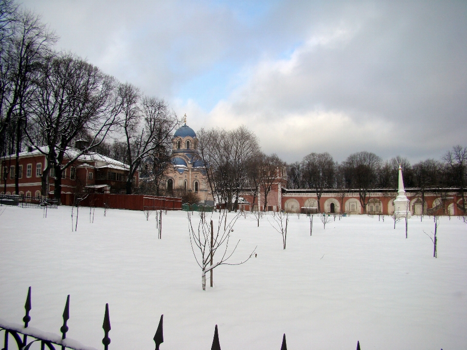 árbol nieve invierno ciudad