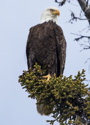 Foto Pohon alam burung sayap