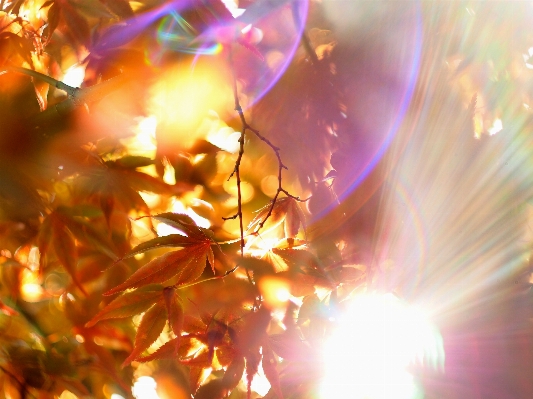 Tree light bokeh sunlight Photo